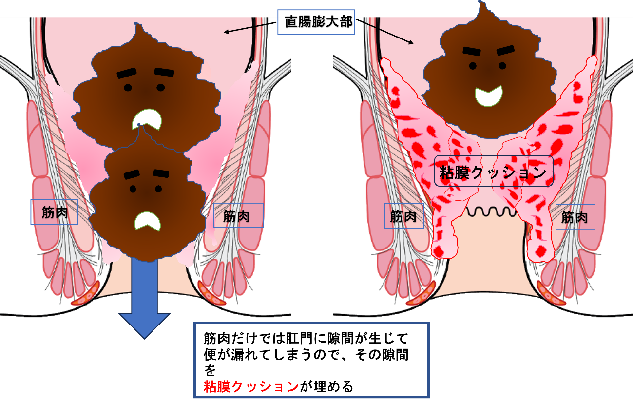 『粘膜クッション』