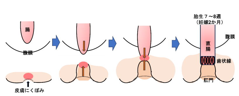 肛門の発生