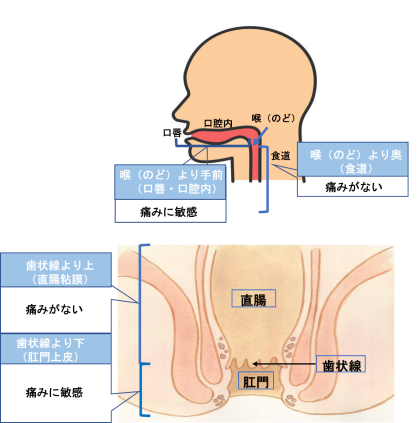 『歯状線（しじょうせん）』