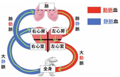 動脈血場百傑